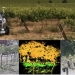 Sistemas multi-robot para realizar operaciones agrícolas de precisión y automatizadas