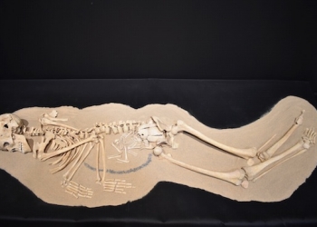 La vida escrita en los huesos