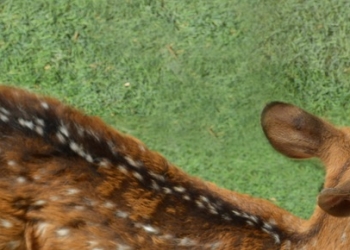 El equipo de Terra Natura Benidorm asume la crianza de un chital tras ser rechazado por su madre