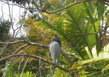 Terra Natura Benidorm cede ocho martinetes de su aviario para crear un nuevo grupo reproductor en Albacete
