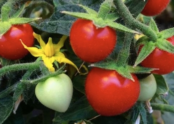 Investigadores del CSIC descubren un nuevo mecanismo para controlar la maduración del tomate