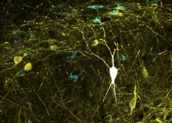 Una gran base de datos cartografía la región del cerebro ligada a la memoria