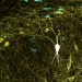 Una gran base de datos cartografía la región del cerebro ligada a la memoria