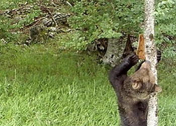 Investigadores del CSIC demuestran que los osos pardos usan marcas en los árboles para comunicarse