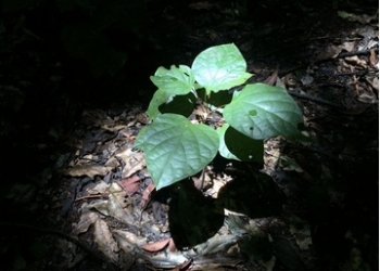 Las plantas de cultivo pueden adaptarse a crecer en condiciones de sombra