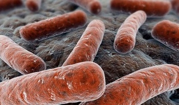 Un estudio del CSIC revela que las infecciones múltiples son comunes en tuberculosis multirresistente