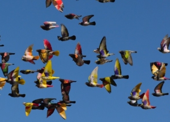 «En Dolores existe una larga tradición de colombicultura»