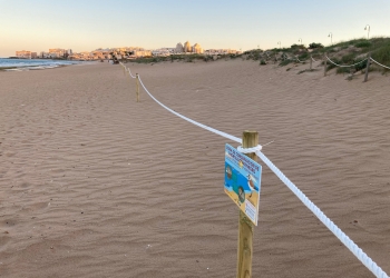 Torrevieja toma medidas para salvaguardar la nidificación del Chorlitejo patinegro