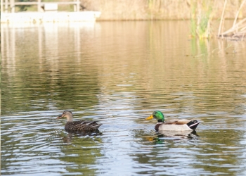 Hidraqua apuesta por preservar los ecosistemas, naturalizar las instalaciones y desarrollar infraestructuras verdes a través de la gestión del agua y las alianzas