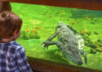 Terra Natura Benidorm celebra el Día Mundial de los Cocodrilos