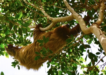 Terra Natura Benidorm celebra la llegada por primera vez de un perezoso a sus instalaciones