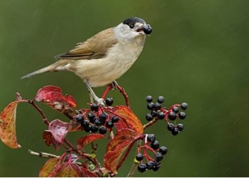 La migración de las aves limita la adaptación de las plantas europeas al cambio climático