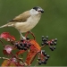 La migración de las aves limita la adaptación de las plantas europeas al cambio climático