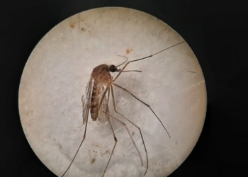 Científicos del CSIC investigan la circulación del virus del Nilo en el Guadalquivir