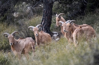 Analizan por primera vez la estructura genética y los linajes maternos de poblaciones de arrui en Europa