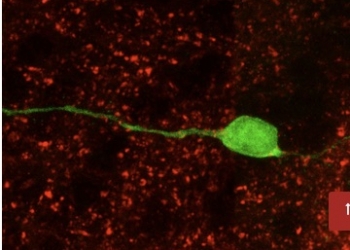 Las células madre neurales del bulbo olfatorio del cerebro generan neuronas en la etapa adulta
