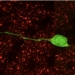 Las células madre neurales del bulbo olfatorio del cerebro generan neuronas en la etapa adulta
