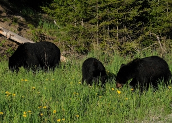 Curiosidades sobre los osos negros