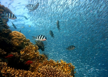 Los peces y las ballenas mantienen los gases de efecto invernadero en el océano