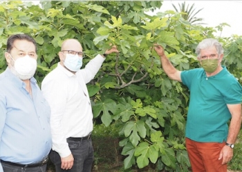 La breva es un fruto del Camp d’Elx en auge y con mucho futuro