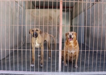 «La construcción de una perrera por la zona supone un retroceso de diez años»