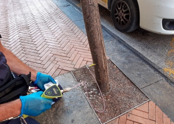 El Ayuntamiento de Alcoy lleva a cabo tratamientos de endoterapia vegetal en los árboles