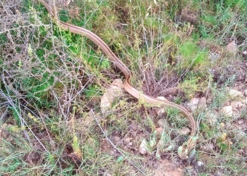 Los expertos de Terra Natura Benidorm recuerdan cómo actuar cuando alguien se encuentra una serpiente autóctona