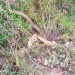 Los expertos de Terra Natura Benidorm recuerdan cómo actuar cuando alguien se encuentra una serpiente autóctona