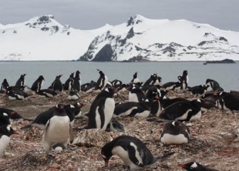 Hallan microplásticos en la dieta de los pingüinos de la Antártida