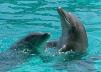 Los delfines adaptaron su esperma para reproducirse en el medio acuático