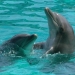 Los delfines adaptaron su esperma para reproducirse en el medio acuático