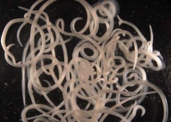 Un estudio liderado por el CSIC describe las bacterias que forman la microbiota de varios anisákidos