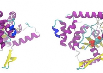 Un paso de gigante en ciencia permite determinar la estructura 3D de las proteínas