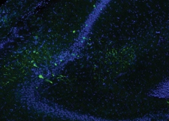 Descubierto un nuevo mecanismo de formación de la memoria social