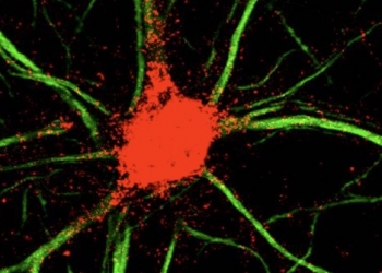 Describen un mecanismo que coordina dos procesos clave para el aprendizaje y la memoria