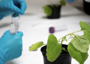 Desvelan los mecanismos moleculares de las plantas para distinguir entre compuestos esenciales y tóxicos