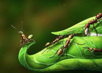 Matriarcales, ubicuas y abundantes: las hormigas protagonizan el nuevo libro de divulgación del CSIC