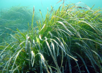El Instituto de Ecología Litoral destaca la calidad ambiental de las aguas del litoral de Orihuela