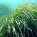 El Instituto de Ecología Litoral destaca la calidad ambiental de las aguas del litoral de Orihuela