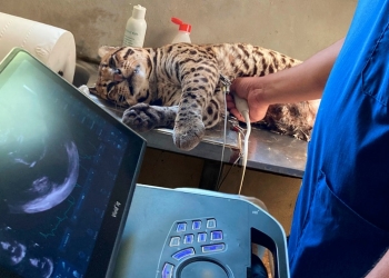 Terra Natura Benidorm aplicará técnicas de cirugía humana para corregir la cojera de un ocelote