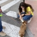 Alcoy tiene un ‘censo’ de casi 6.000 mascotas