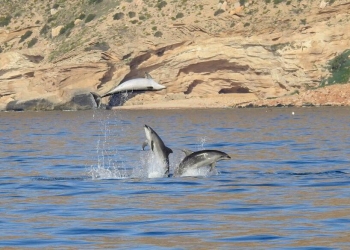 La UA mira ‘Cap al Mar’ protegiendo a las especies marinas