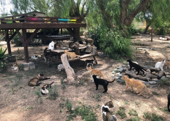 Crece la adopción de animales en la ciudad de Alicante