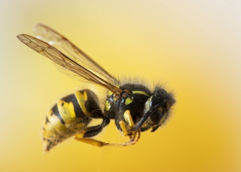 Las abejas cabreadas producen mejor veneno