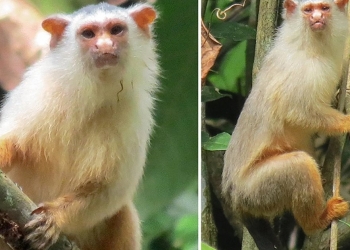 Descubierta una nueva especie de tití en el Amazonas