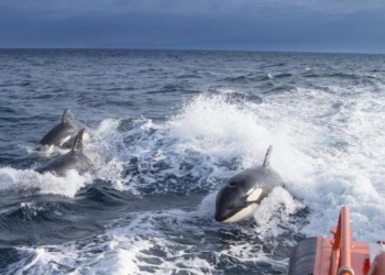 El peligroso juego de las orcas en el Estrecho de Gibraltar