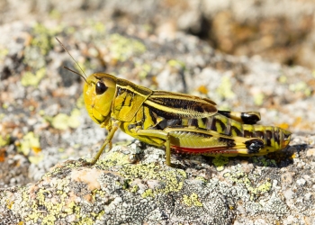 Los grillos, un termómetro natural