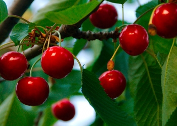 Recetas de AQUÍ: Pastel de cerezas de Villena