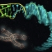 Científicos del CSIC describen la estructura de las uniones entre diferentes tipos de ADN