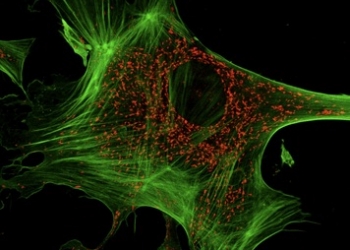 Detectar el cáncer antes de que se manifieste